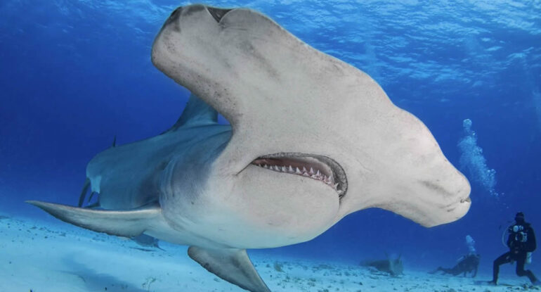 Ils jouent au golf… et voient un requin-marteau tomber du ciel