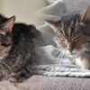 Un chat de 20 ans découvert vivant dans une centrale électrique