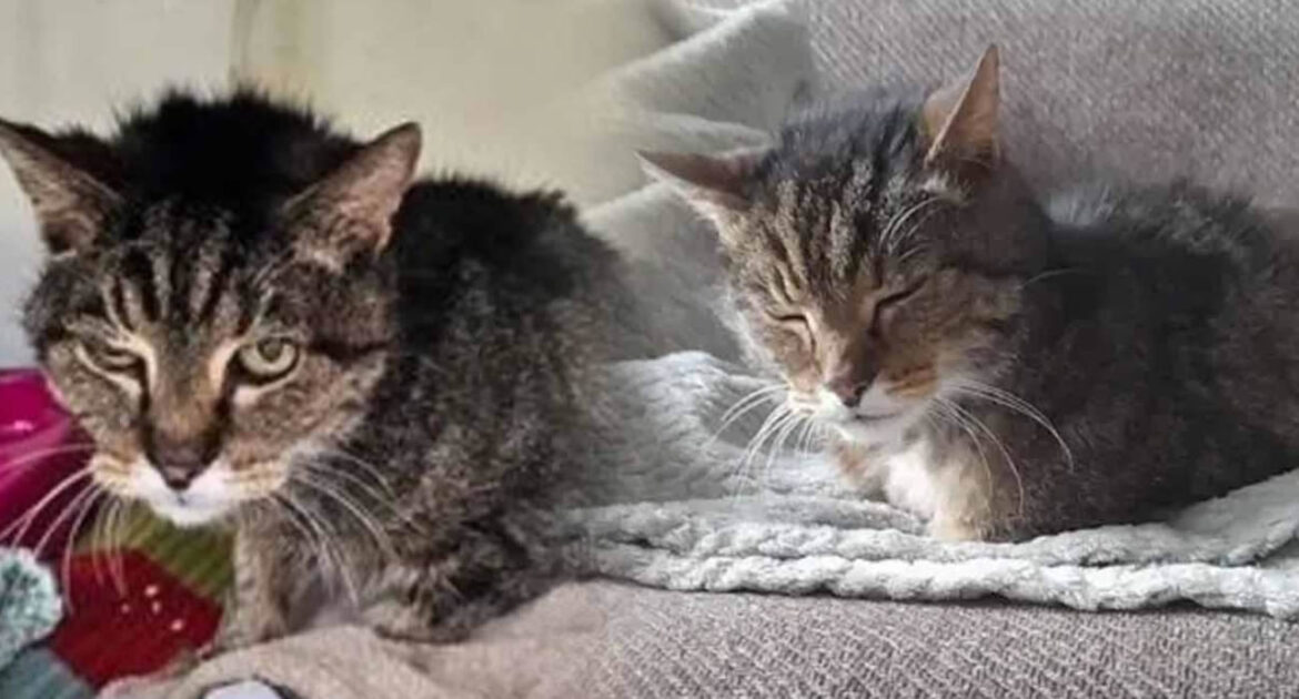 Un chat de 20 ans découvert vivant dans une centrale électrique