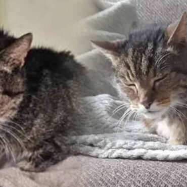 Un chat de 20 ans découvert vivant dans une centrale électrique