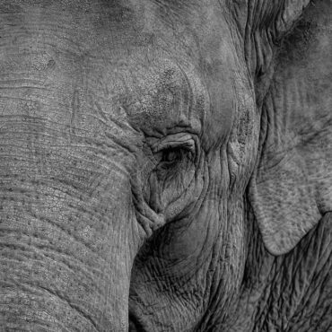 Un éléphant affamé s’introduit dans une épicerie et dévalise les rayons