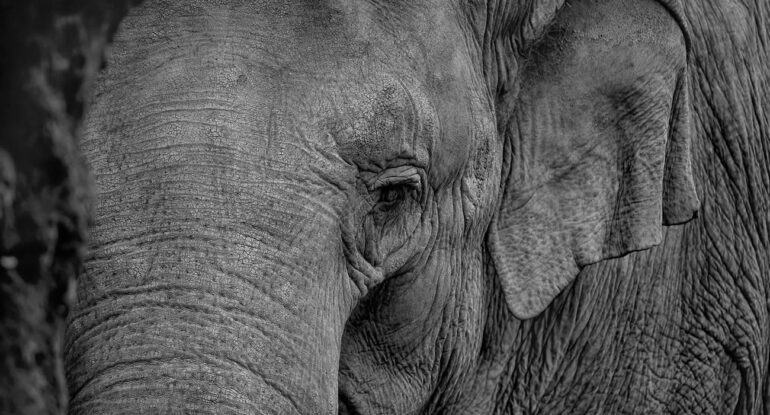 Un éléphant affamé s’introduit dans une épicerie et dévalise les rayons