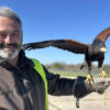 Un fauconnier travaille avec des rapaces pour sécuriser l’aéroport de Nantes