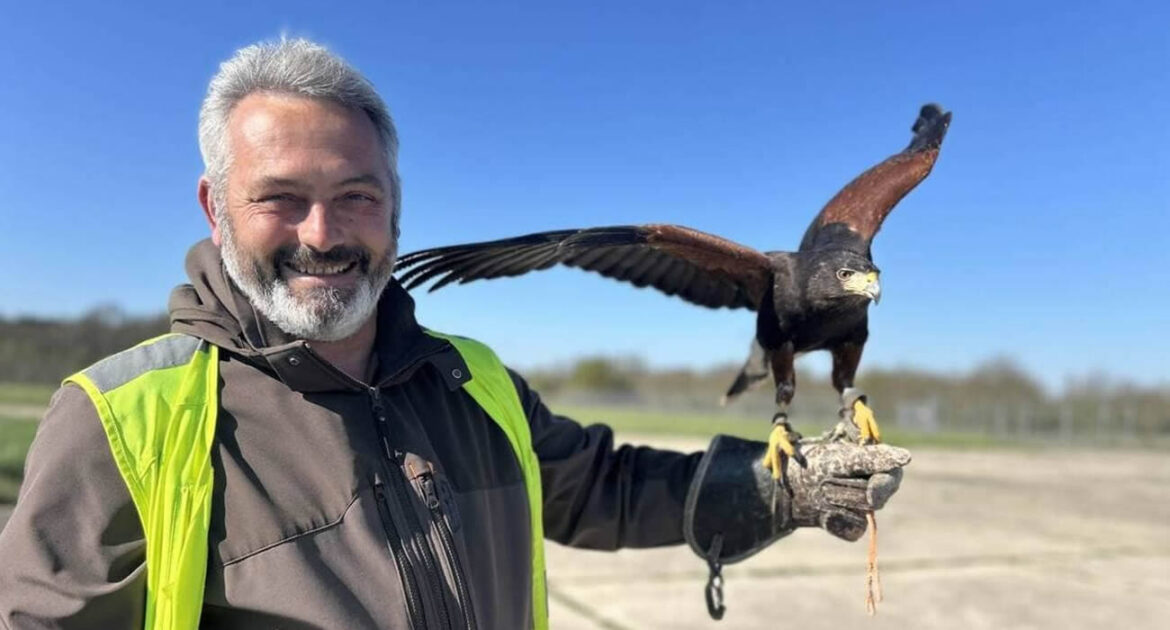 Un fauconnier travaille avec des rapaces pour sécuriser l’aéroport de Nantes