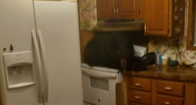 Une famille découvre un ours noir allongé sur sa cuisinière