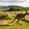 Deux wallabies en cavale entre la Belgique et la France
