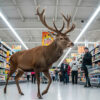 Un cerf traverse un supermarché en pleine journée à Saint-Dié-des-Vosges