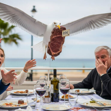 Un goéland vole un steak à 85 € à des touristes à Cannes