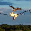 Un oiseau déclenche un incendie… en lâchant un poisson sur une ligne électrique