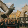 Un concours de magie… réservé aux pigeons voyageurs
