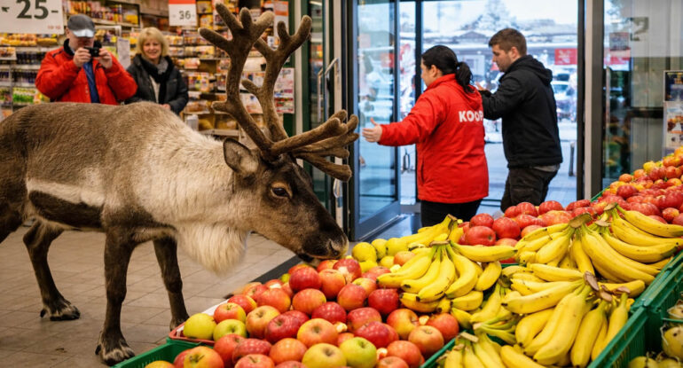 Un renne s’invite dans un supermarché en Norvège