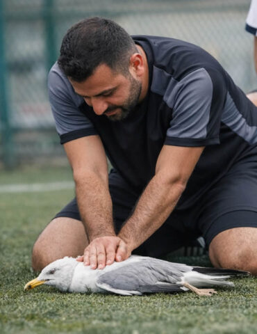 Le comptable qui a sauvé une mouette avec un massage cardiaque