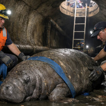 Le lamantin de 186 kilos retrouvé… dans les égouts d’une ville de Floride