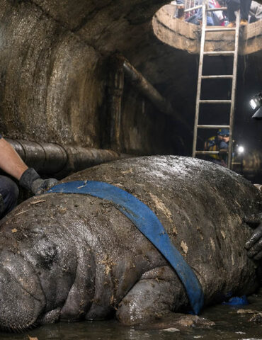 Le lamantin de 186 kilos retrouvé… dans les égouts d’une ville de Floride