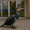 Un cormoran blessé toque à la porte des urgences pour demander de l’aide