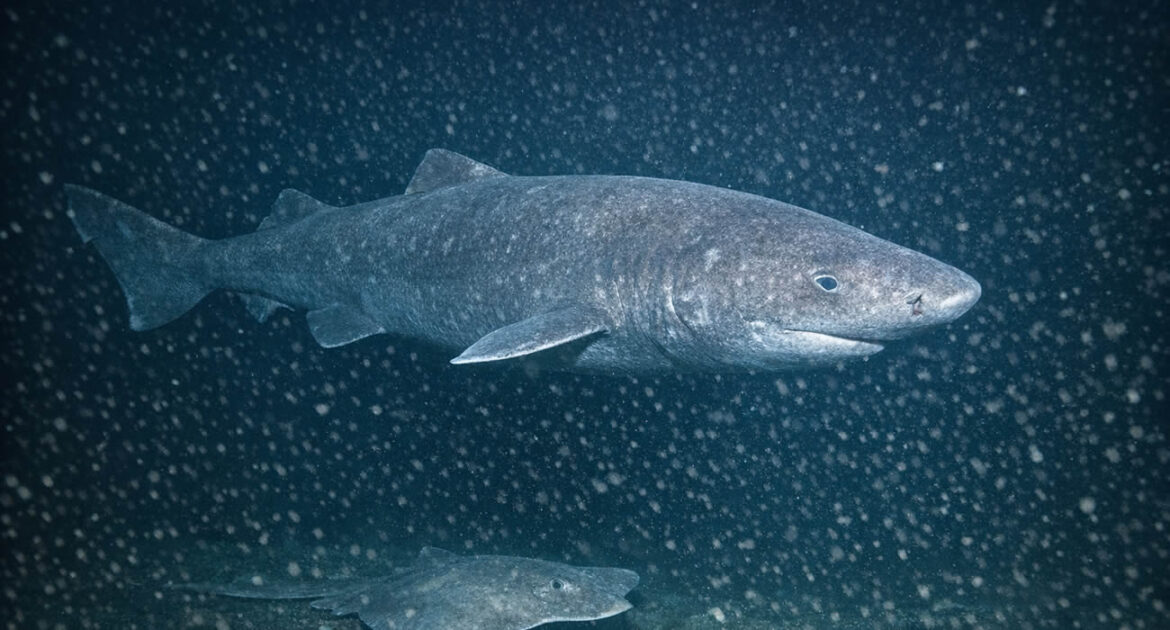 Un requin filmé pour la première fois dans les eaux glaciales de l’Antarctique