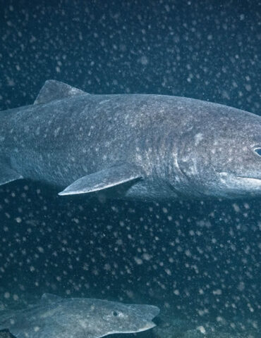 Un requin filmé pour la première fois dans les eaux glaciales de l’Antarctique