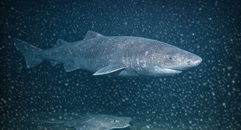 Un requin filmé pour la première fois dans les eaux glaciales de l’Antarctique