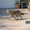Un coyote poursuit un enfant de 3 ans devant sa maison en Californie