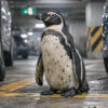 Un pingouin s’échappe d’un aquarium et parcourt 7 km en ville avant d’être retrouvé dans un parking