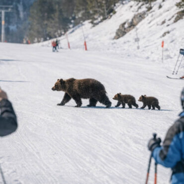 Une ourse et ses deux oursons traversent une piste de ski à Tavascan