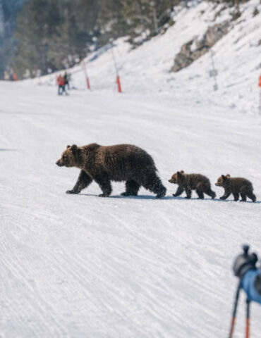 Une ourse et ses deux oursons traversent une piste de ski à Tavascan