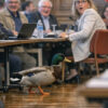Dijon : un canard interrompt une réunion officielle du conseil municipal