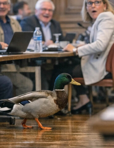 Dijon : un canard interrompt une réunion officielle du conseil municipal