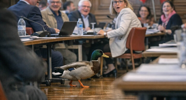 Dijon : un canard interrompt une réunion officielle du conseil municipal