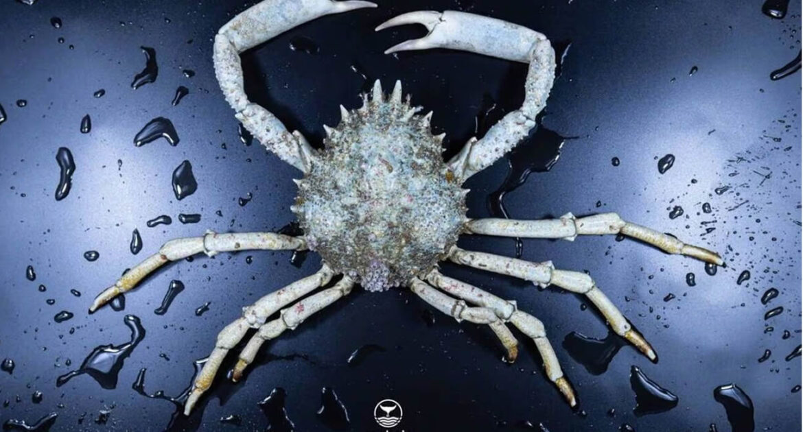 Bretagne : une araignée de mer albinos pêchée par hasard