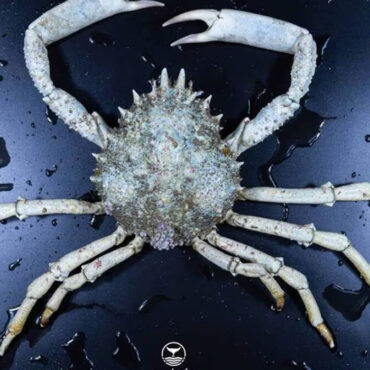 Bretagne : une araignée de mer albinos pêchée par hasard