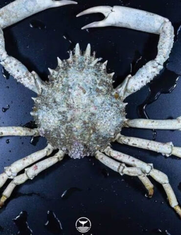 Bretagne : une araignée de mer albinos pêchée par hasard