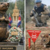 Cambodge : Magawa, le rat démineur devenu héros national, reçoit sa propre statue