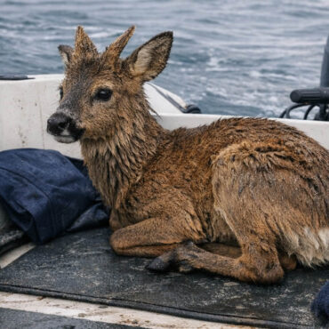 Un plaisancier repêche un chevreuil en pleine mer