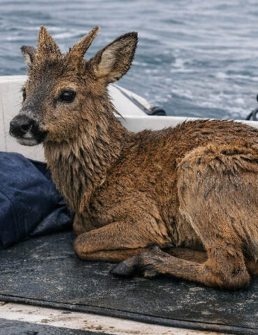 Un plaisancier repêche un chevreuil en pleine mer
