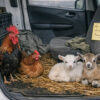 Wimille : un agriculteur découvre un coq, une poule et deux chevreaux abandonnés dans sa camionnette