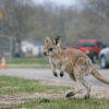 Wisconsin : un bébé kangourou s’échappe de sa ferme et sème la surprise pendant plusieurs jours