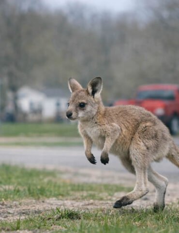 Wisconsin : un bébé kangourou s’échappe de sa ferme et sème la surprise pendant plusieurs jours