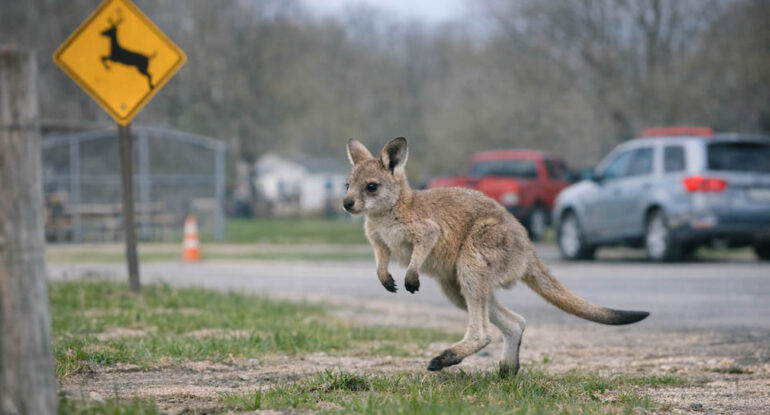 Wisconsin : un bébé kangourou s’échappe de sa ferme et sème la surprise pendant plusieurs jours