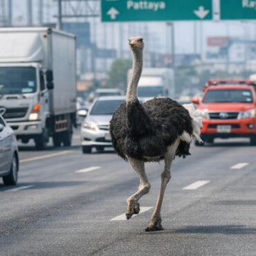 une autruche sème la panique sur une autoroute très fréquentée