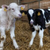 En Moselle, une vache met bas des jumeaux… de deux races différentes
