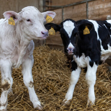 En Moselle, une vache met bas des jumeaux… de deux races différentes