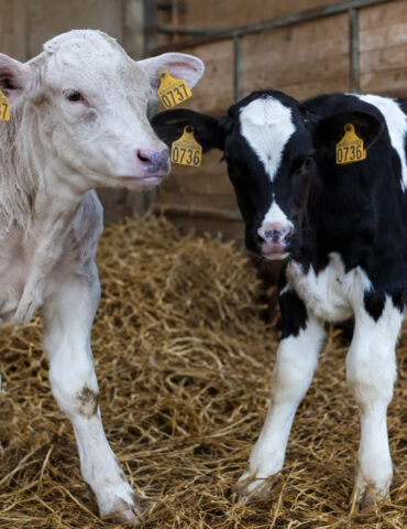 En Moselle, une vache met bas des jumeaux… de deux races différentes