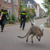 Un wallaby échappé entraîne la police dans une course-poursuite aux Pays-Bas